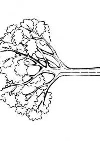 Fisă de colorat cu Copaci de colorat p11