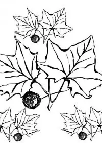 Fisă de colorat cu Copaci de colorat p12