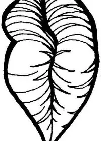 Fisă de colorat cu Corpul uman de colorat p10