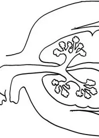 Fisă de colorat cu Corpul uman de colorat p21