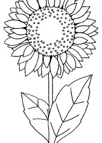 Fisă de colorat cu Floarea soarelui de colorat p02