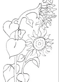 Fisă de colorat cu Floarea soarelui de colorat p03