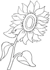 Fisă de colorat cu Floarea soarelui de colorat p04