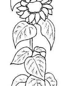 Fisă de colorat cu Floarea soarelui de colorat p05