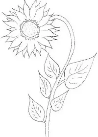 Fisă de colorat cu Floarea soarelui de colorat p07