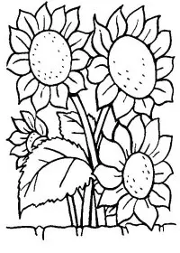 Fisă de colorat cu Floarea soarelui de colorat p08