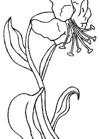 Fisă de colorat cu Flori crini de colorat p01