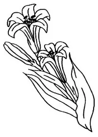 Fisă de colorat cu Flori crini de colorat p02