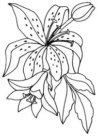 Fisă de colorat cu Flori crini de colorat p03