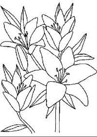 Fisă de colorat cu Flori crini de colorat p06