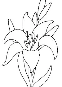 Fisă de colorat cu Flori crini de colorat p07