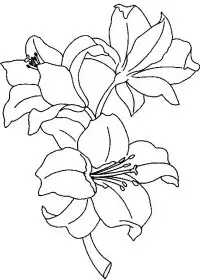 Fisă de colorat cu Flori crini de colorat p09