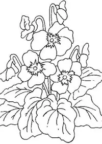 Fisă de colorat cu Flori de colorat p05