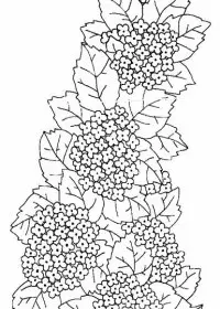 Fisă de colorat cu Flori de colorat p103