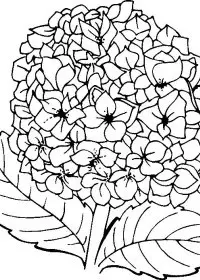 Fisă de colorat cu Flori de colorat p105