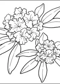 Fisă de colorat cu Flori de colorat p66