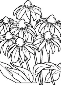 Fisă de colorat cu Flori de colorat p74