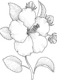 Fisă de colorat cu Flori de colorat p81