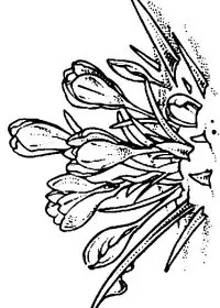 Fisă de colorat cu Flori de colorat p94