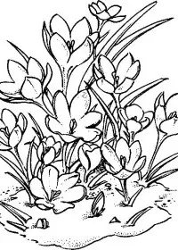 Fisă de colorat cu Flori de colorat p95