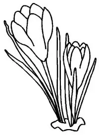 Fisă de colorat cu Flori de colorat p96