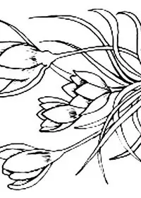 Fisă de colorat cu Flori de colorat p97