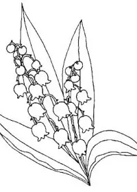 Fisă de colorat cu Flori lacramioare de colorat p03