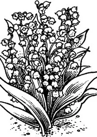 Fisă de colorat cu Flori lacramioare de colorat p07