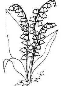 Fisă de colorat cu Flori lacramioare de colorat p08