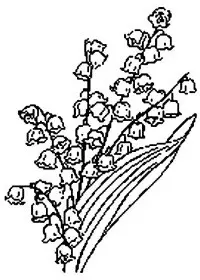 Fisă de colorat cu Flori lacramioare de colorat p11