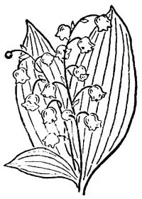 Fisă de colorat cu Flori lacramioare de colorat p14