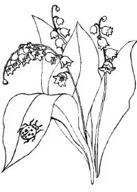 Fisă de colorat cu Flori lacramioare de colorat p24
