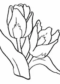 Fisă de colorat cu Flori lalele de colorat p03