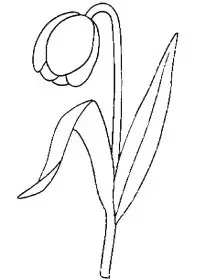 Fisă de colorat cu Flori lalele de colorat p05