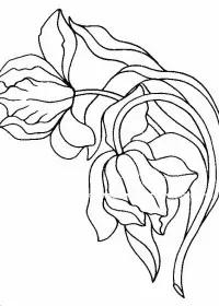 Fisă de colorat cu Flori lalele de colorat p17