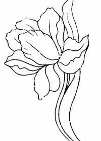 Fisă de colorat cu Flori lalele de colorat p18