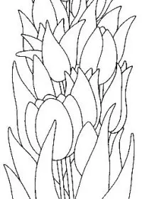 Fisă de colorat cu Flori lalele de colorat p22