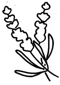 Fisă de colorat cu Flori lavanda de colorat p03