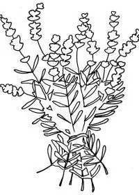 Fisă de colorat cu Flori lavanda de colorat p05