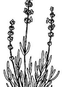 Fisă de colorat cu Flori lavanda de colorat p06