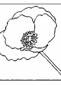 Fisă de colorat cu Flori maci de colorat p01