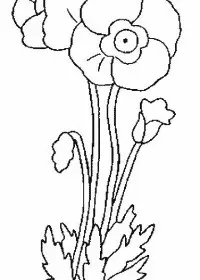 Fisă de colorat cu Flori maci de colorat p02