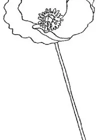 Fisă de colorat cu Flori maci de colorat p03