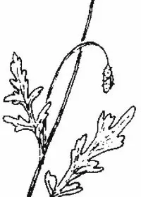 Fisă de colorat cu Flori maci de colorat p05