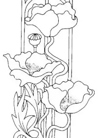 Fisă de colorat cu Flori maci de colorat p08