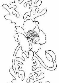 Fisă de colorat cu Flori maci de colorat p10