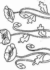 Fisă de colorat cu Flori maci de colorat p14