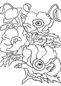 Fisă de colorat cu Flori maci de colorat p15