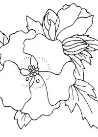 Fisă de colorat cu Flori maci de colorat p17