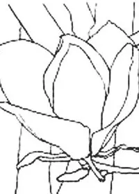 Fisă de colorat cu Flori magnolii de colorat p02
